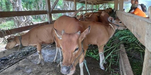 Jual Sapi Bantuan, Ketua Poktan Surya Jaya Desa Tarogan Akan dipolisikan