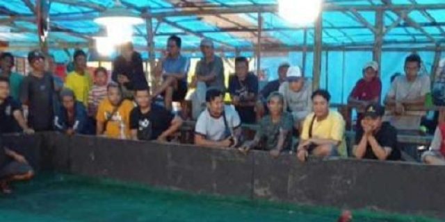 Perjudian sabung ayam di wilayah Kediri terkesan kebal hukum, diduga Aparat Penegak Hukum tutup mata