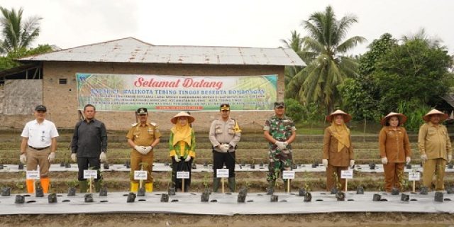 Dalam Rangka Kendalikan Inflasi Pj Walikota Tebingtinggi Ikuti Gerakan Tanam Cepat Panen
