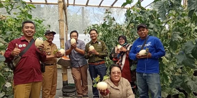 Pemdes Karangpandan Sulap TKD Jadi areal Tanam Holtikutura Buah Melon Premium Kualitas Ekspor