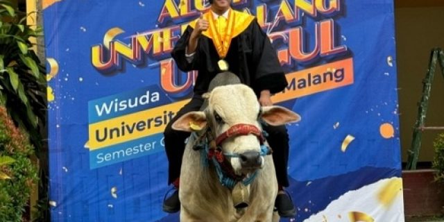 Viral! Mahasiswa Unmer Malang Bawa 3 Ekor Sapi Saat Wisuda, Tanda Bakti untuk Orang Tua