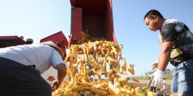 Pemerintah Putuskan Impor Jagung, Klaim Surplus Bohong!!