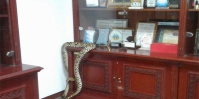 Ular Piton 3 Meter Ditemukan Dekat Ruang Kerja Ganjar Pranowo