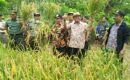 Hasil panen padi petani Yogyakarta meningkat
