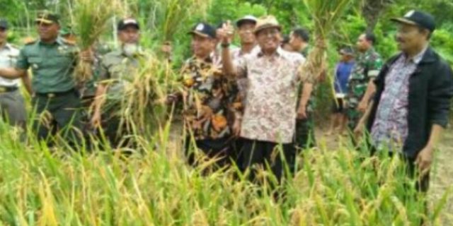 Hasil panen padi petani Yogyakarta meningkat
