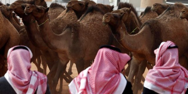 Arab Saudi Menjaga Tradisi Kontes Kecantikan Unta