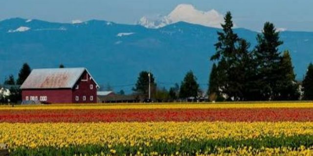 Kisah nyata dan inspiratif dari California AS: “BUNGA MEKAR DI LEMBAH KEMATIAN”