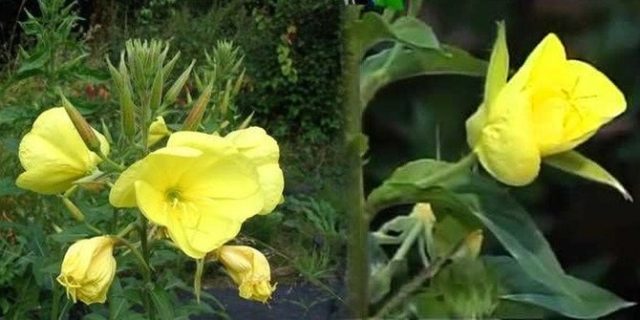 Subhanallah! Bunga Ini Mekar Saat Dengar Suara Adzan Subhanallah! Bunga Ini Mekar Saat Dengar Suara Adzan