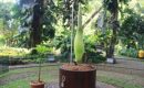 Kesempatan Langka, Lihat Bunga Bangkai di Kebun Raya Bogor