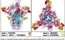 Astaga, Ilmuwan India Menemukan Virus Corona Disisipi Virus HIV