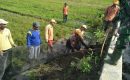 Ribuan koloni tikus gasak ratusan hektar tanaman padi, petani Ngawi gigit jari!