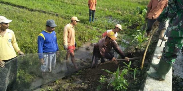 Ribuan koloni tikus gasak ratusan hektar tanaman padi, petani Ngawi gigit jari!