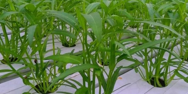 Di Amerika kangkung sama ilegalnya dengan ganja, ada apa dengan kangkung?