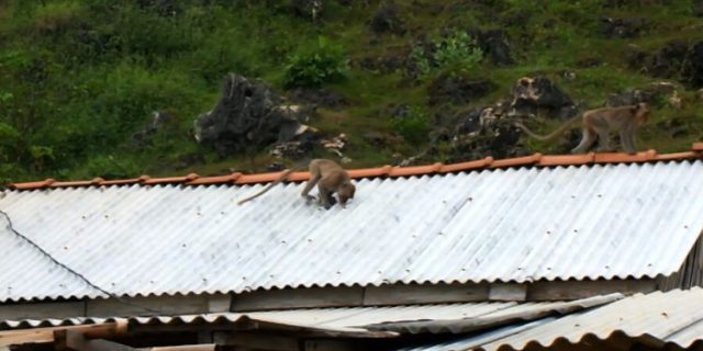Puluhan kera gasak tanaman warga Yogyakarta