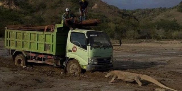 Sedih, Komodo Hadang Truk Pembangunan ‘Jurassic Park’ di Pulau Rinca NTT, Sudah Dikontrak 52 Tahun