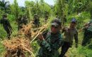 Lingkar Ganja Nusantara : Indonesia Bisa Penelitian Ganja Untuk Ilmu Pengetahuan dan Kesehatan