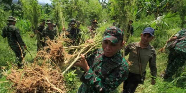 Lingkar Ganja Nusantara : Indonesia Bisa Penelitian Ganja Untuk Ilmu Pengetahuan dan Kesehatan