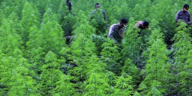 Kementan Tetapkan Ganja Sebagai Komoditas Binaan Tanaman Obat, Polri Menolak Tegas