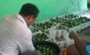 Petani Jeruk Ngawi Ini Sukses Produksi Minuman Lemon
