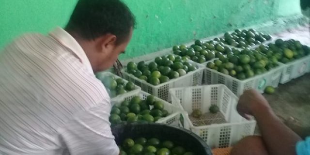 Petani Jeruk Ngawi Ini Sukses Produksi Minuman Lemon