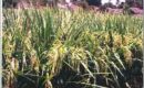 Mendadak impor beras 500.000 ton dari Vietnam dan Thailand, ini alasan pemerintah