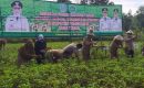 Wakil Bupati Pamekasan Pimpinan Gerakan Panen Kacang Tanah di Desa Campor