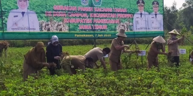 Wakil Bupati Pamekasan Pimpinan Gerakan Panen Kacang Tanah di Desa Campor