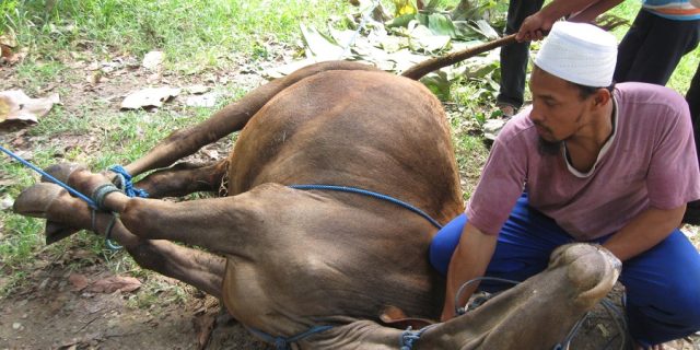 Hasil Penelitian Ini Membuat Orang Barat Terkejut Dengan “Cara Islam Menyembelih Sapi“