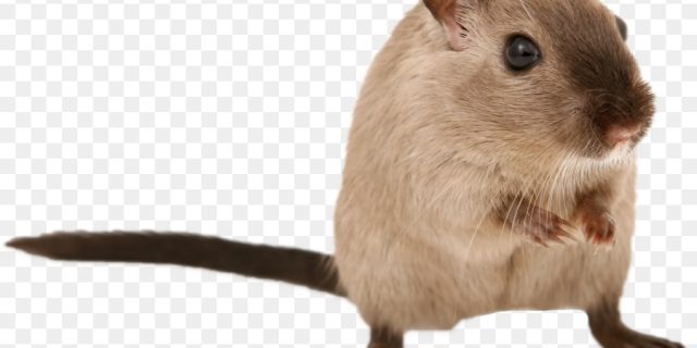 Seorang petani gemetar lihat ribuan tikus serbu sawahnya dalam sekejap