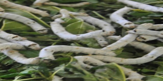 Petani Palawija Yogyakarta banting setir kembangkan Ulat Sutra